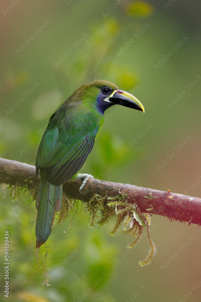 Emerald Toucanet looking at camera Emerald Toucanet looking at camera