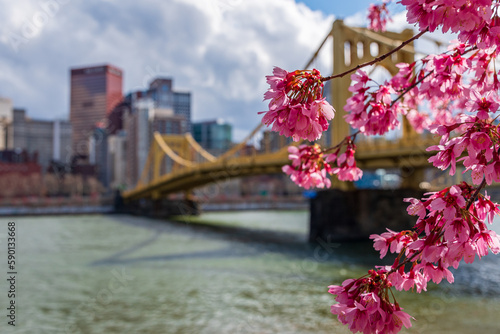 Pittsburgh Cherry Blossoms