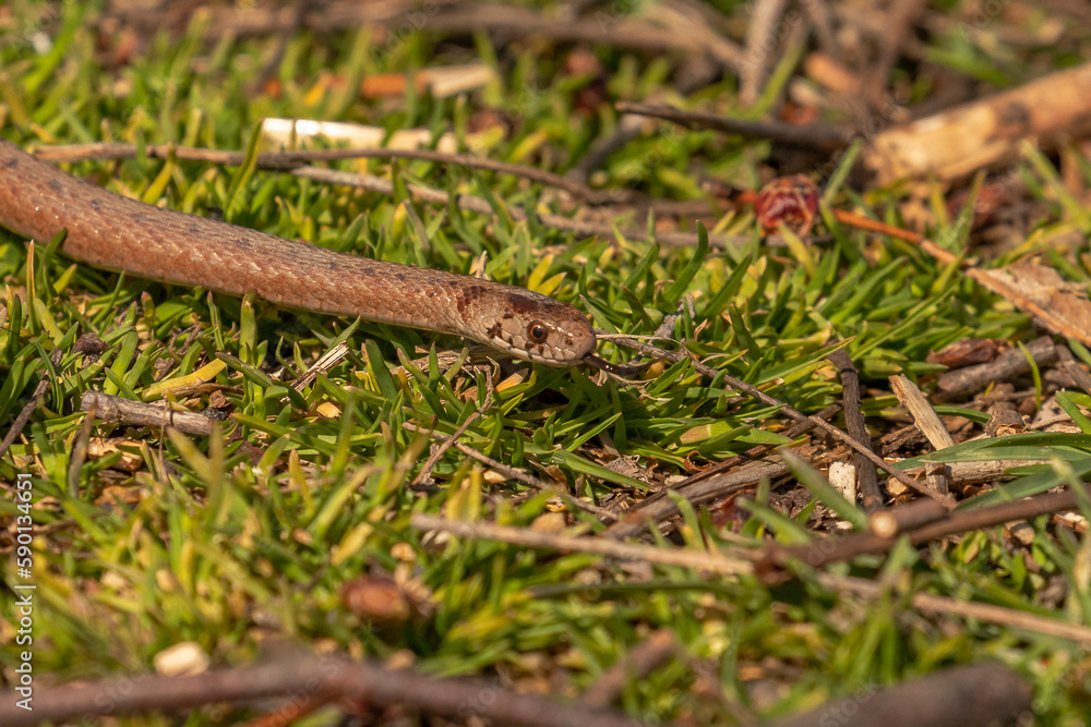 Young Brown Water Snakes flickes its tongue while slithering across the ground Young Brown Water Snakes flickes its tongue while slithering across the ground