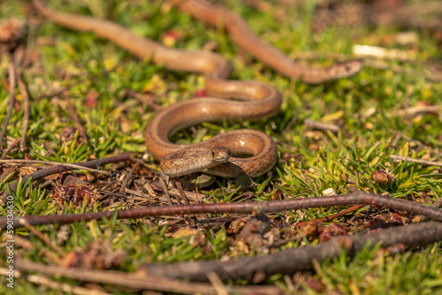 Young Brown Water Snakes make their way to the marsh