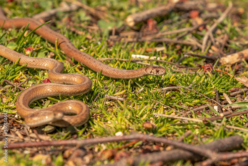 Young Brown Water Snakes make their way to the marsh