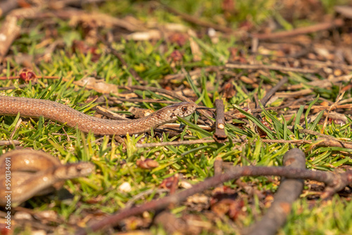 Young Brown Water Snakes flickes its tongue while slithering across the ground
