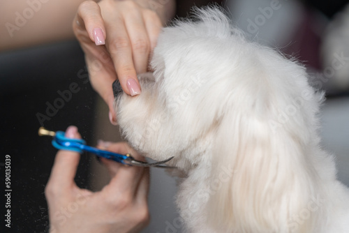 Haircut of a cute dog. white maltese, close up