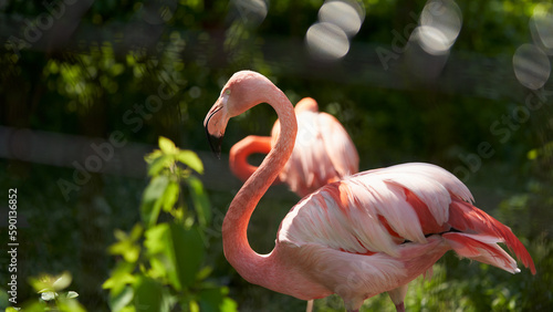Valokuva Pink flamingos on the green shore of the pond.