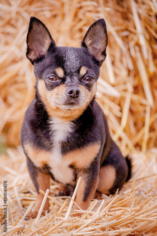 Chihuahua tricolor dog on a straw background. Portrait of a pet.