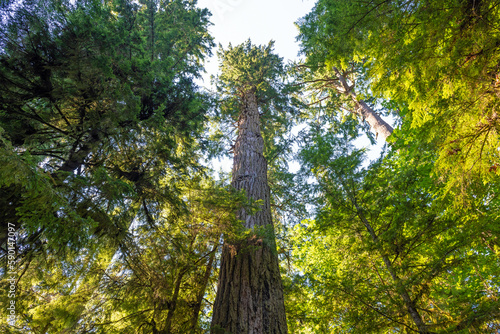Giant Douglas Fir (Pseudotsuga menziesii), highest tree of Macmillan provincial park, Cathedral Grove, Vancouver Island, British Columbia, Canada. photo