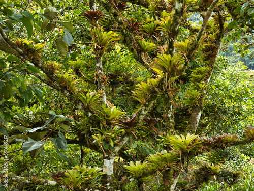 Tree with epiphyte plants at Pailon del Diablo at Banos, Tungurahua Province, Ecuador, South America
 photo