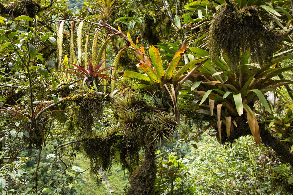 Tree with epiphyte plants at Pailon del Diablo at Banos, Tungurahua Province, Ecuador, South America
Tree with epiphyte plants at Pailon del Diablo at Banos, Tungurahua Province, Ecuador, South America