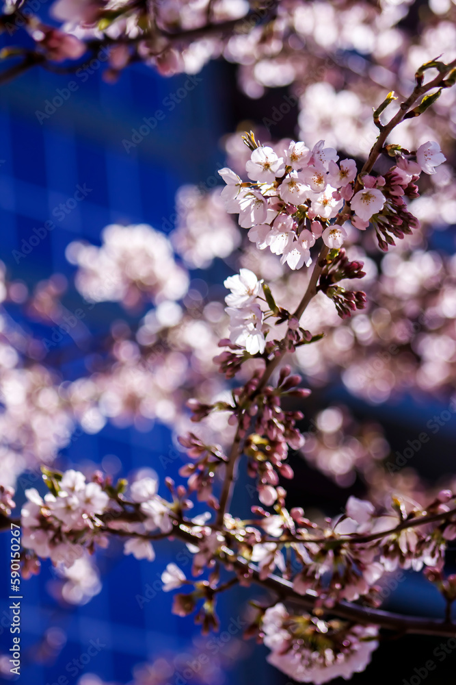 Downtown, Urban Beautiful, Spring Pink Blooms on Tree Branch Skyscraper –Wedding, Baby Shower, Brunch, Garden Party, Birthday, Invitation, Border, Background, Backdrop, Flier, Poster, Ad, or Wallpaper