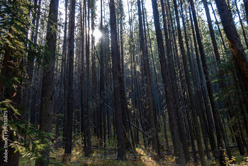 Travels through Canmore and Banff Alberta