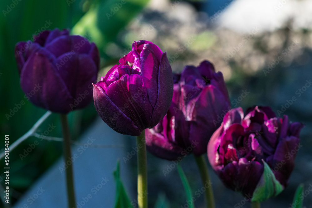 tulip, flower, spring, nature, red, tulips, garden, flowers, pink, beauty, purple, blossom, petal, bloom, plant, floral, yellow, color, field, bouquet, flora, park, beautiful, summer, colorful