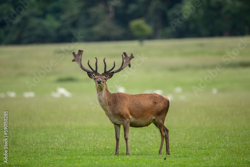 Sunlit red deer, cervus elaphus, stag with new antlers
