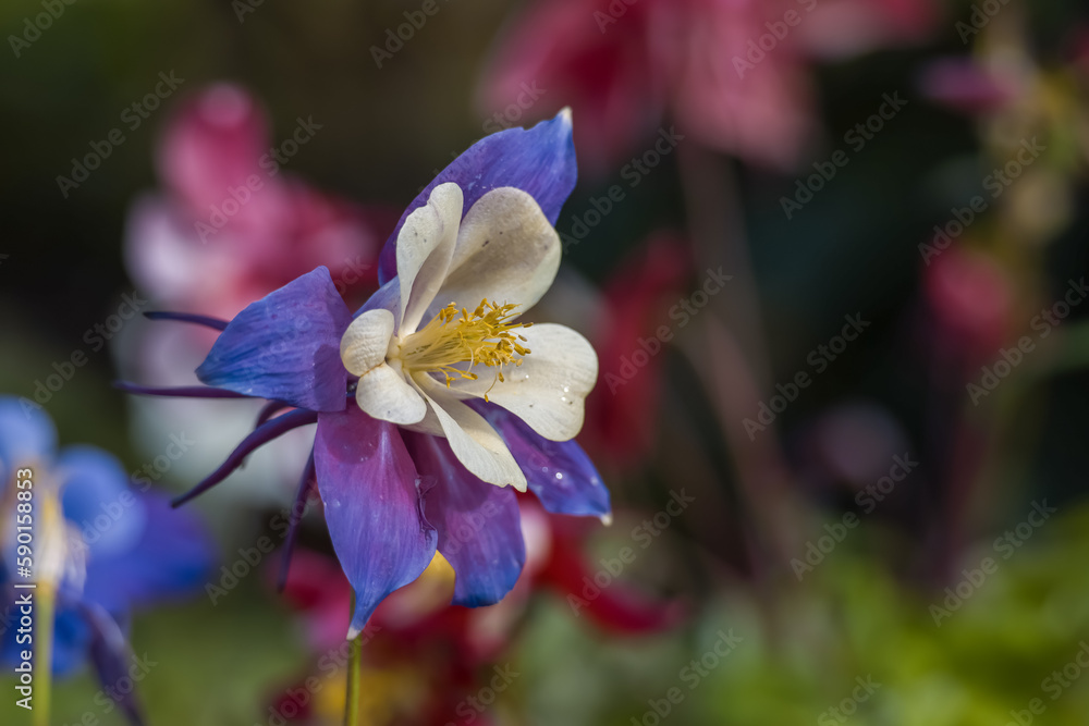 Blue Columbine flower mostly grows in Colorado rocky mountains. Blue Columbine flower mostly grows in Colorado rocky mountains.