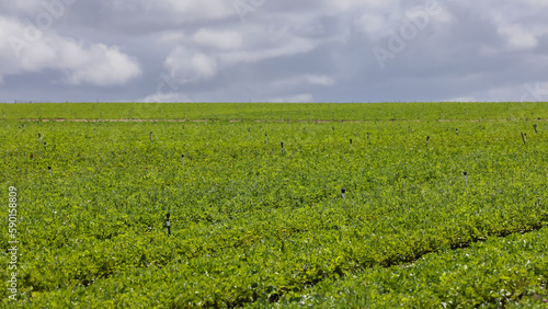 Green plants at Carlsbad flower field in California  yet to bloom in spring time.