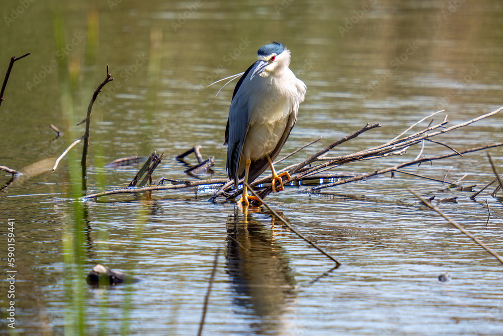 great blue heron on a branch great blue heron on a branch