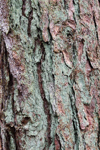 Texture: Scots pine bark (pinus sylvestris)