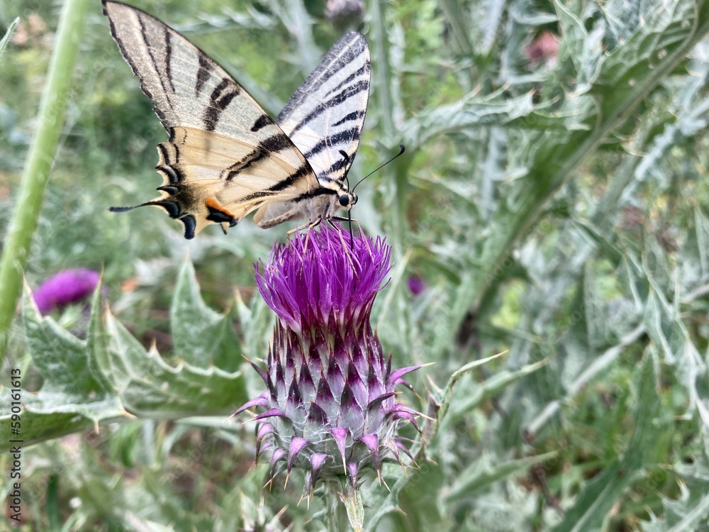 Obraz premium butterfly 