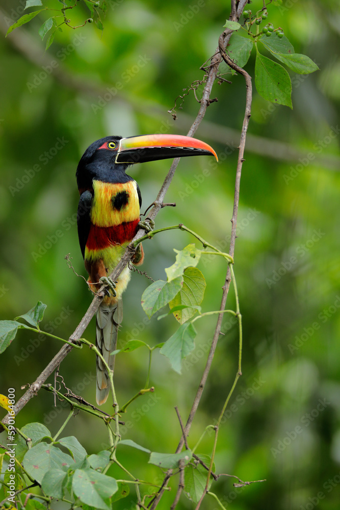 Fiery-billed Aracari perching on branch Fiery-billed Aracari perching on branch