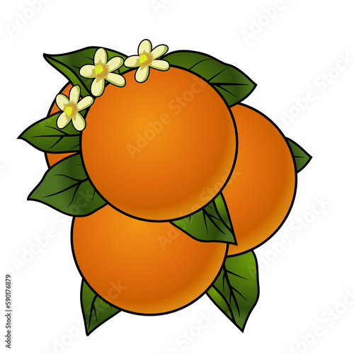 Orange fruit with leaves and flowers isolated on white background vector illustration