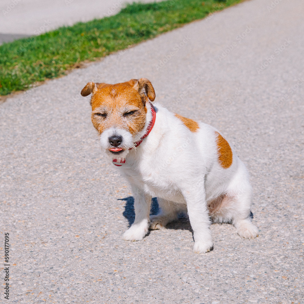 A small Jack Russell Terrier dog walking with his owner in a city alley. Outdoor pets, healthy living and lifestyle A small Jack Russell Terrier dog walking with his owner in a city alley. Outdoor pets, healthy living and lifestyle