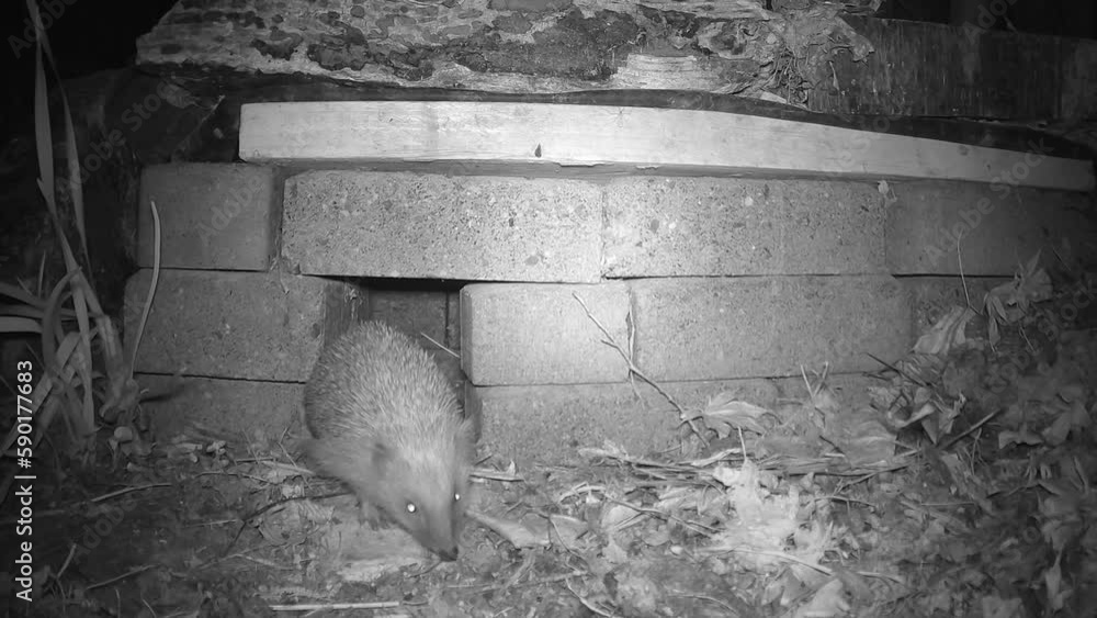 Video Stock Braunbrustigel (Erinaceus europaeus), auch Westeuropäischer Igel oder Westigel