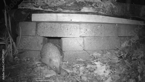 Braunbrustigel (Erinaceus europaeus), auch Westeuropäischer Igel oder Westigel, kommt aus dem Igelhaus und kratzt sich