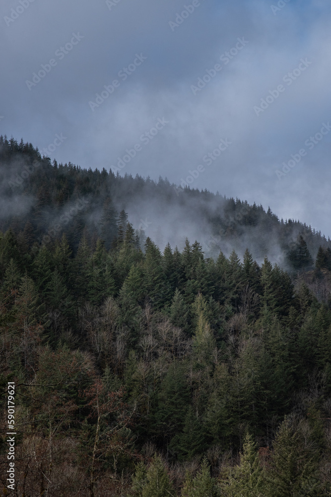 Mountain hillside of foggy forest trees in the Pacific Northwest