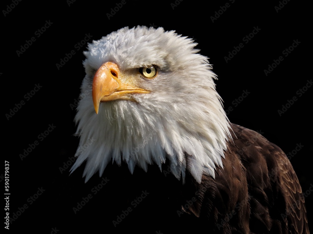 Fototapeta premium Portrait of the american bald eagle – Haliaeetus leucocephalus