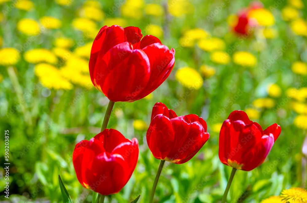 Fototapeta premium red tulips bloom on a green natural background 