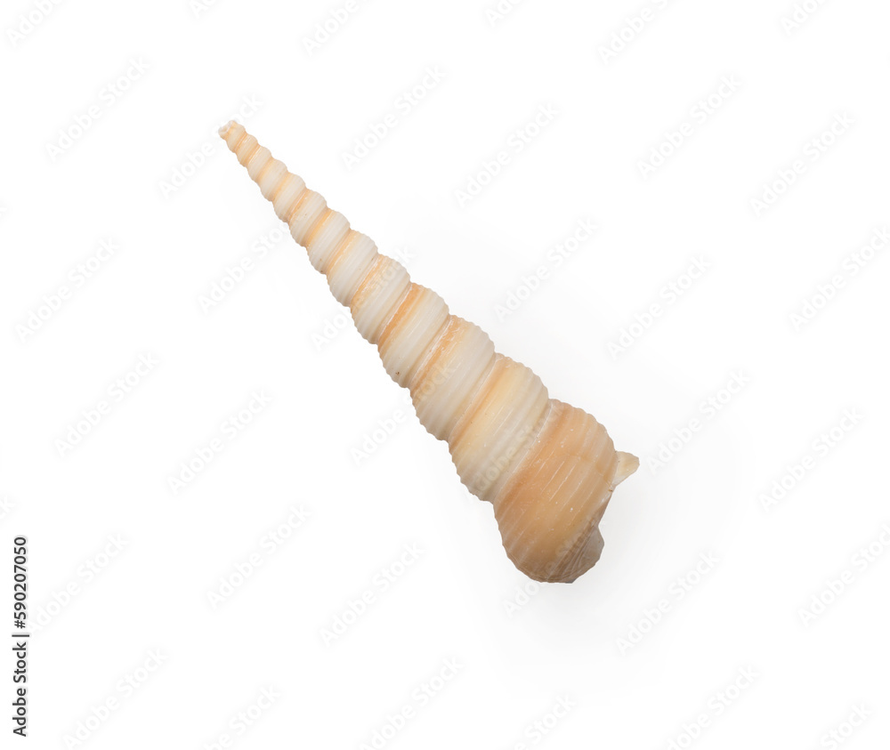 Seashell isolated on white, top view Seashell isolated on white, top view