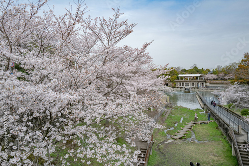 kyoto 疎水の桜