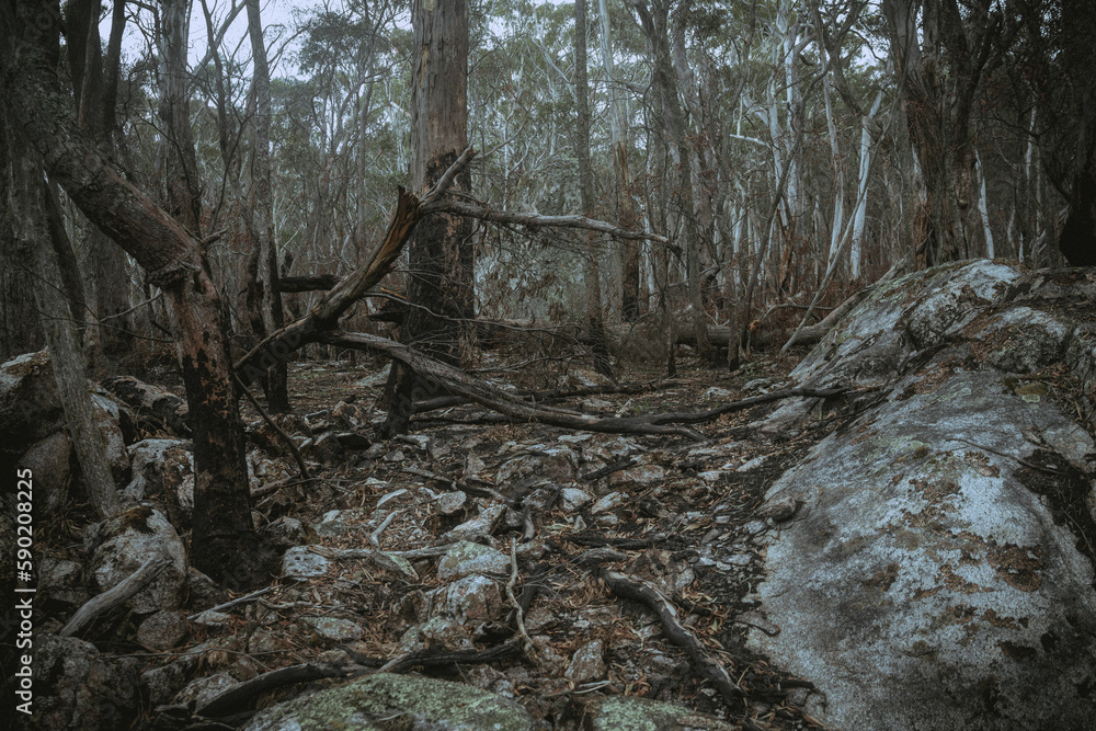 Burnt Australian bushland and stones Burnt Australian bushland and stones