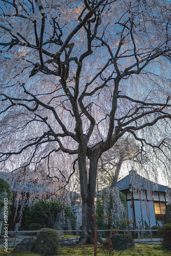 kyoto 夜明けの桜 © 裕一 岩根