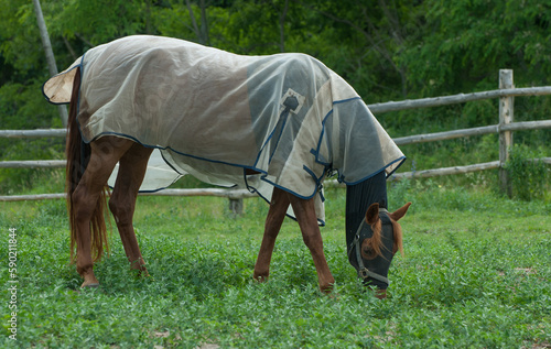 horse wearing fly sheet and face mask to protect from bugs and flies in grass paddock in spring and summer wood fence in background horizontal format room for type fly and big protection equine sheet
