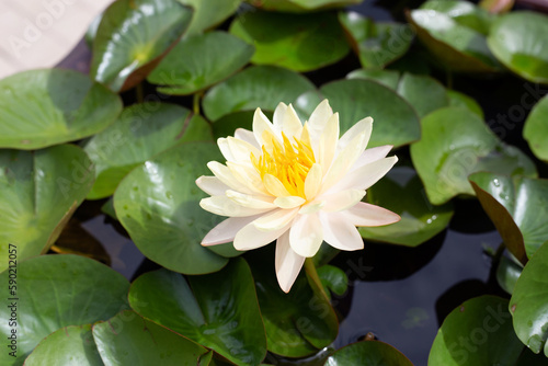 Beautiful blooming Nymphaea lotus flower with leaves  Water lily pot