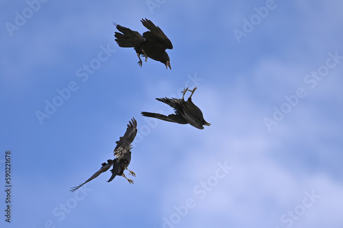 Juvenile ravens play in the updraft on a sunny spring day in Alaska.