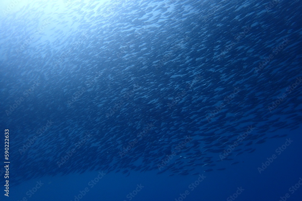 Obraz premium セブダイビング