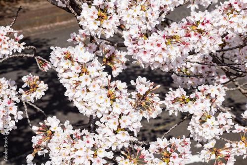 Close-up of cherry blossoms ‘Somei Yoshino’ photo