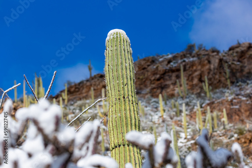 Snow in the Sonoran Desert, a rare sight, after a snowstorm on March 2nd 2023 left snowfall on the saguaro cacti and the rest of the southwestern landscape. Pima Canyon, north of Tucson, Arizona, USA.