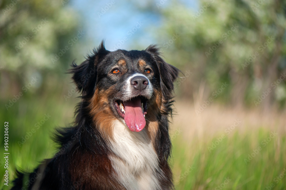 Outdoor portrait of the Australian Shepherd dog