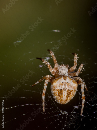 Araña de jardín. Garden spider