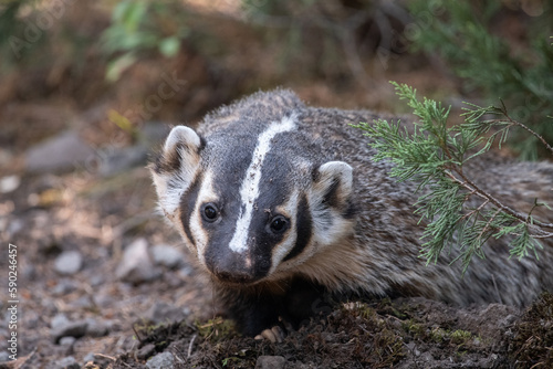 American badger © Griffin