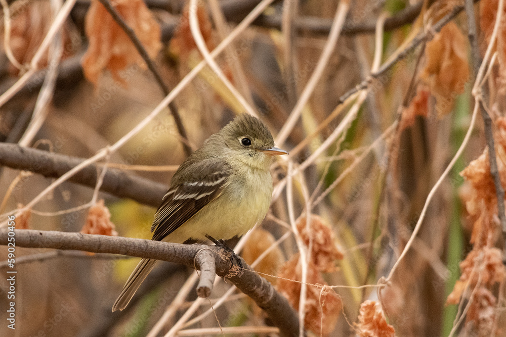 Pacific slope flycatcher on perch Pacific slope flycatcher on perch