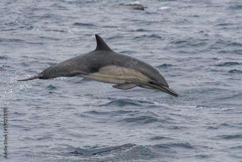 Long-beaked common dolphin jumping