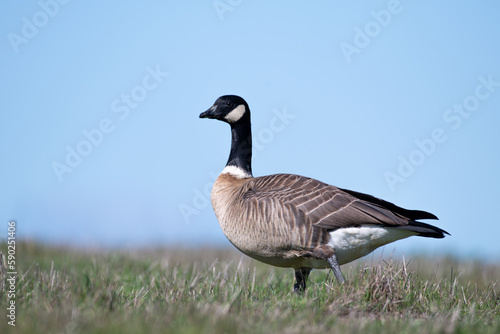 Fotografie, Tablou Cackling goose on top of hill