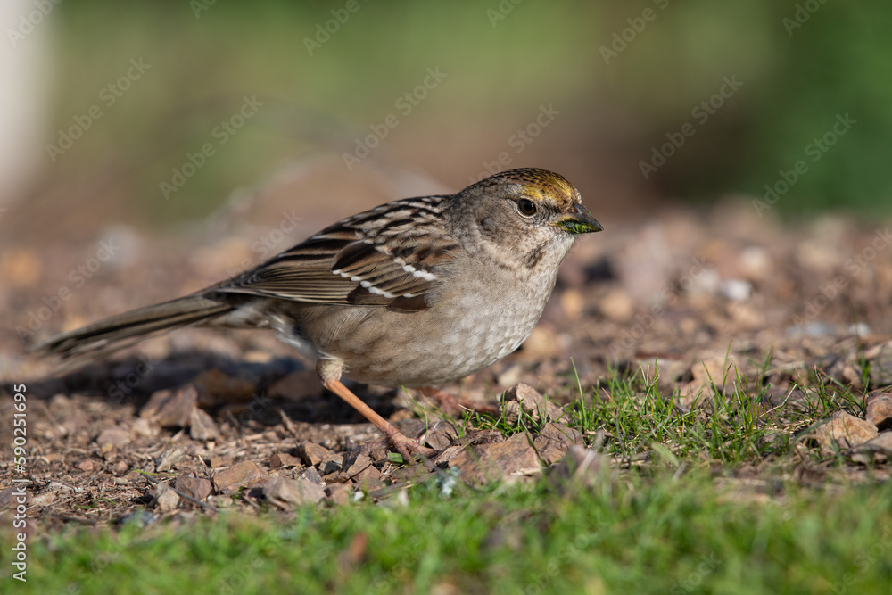 Golden-crowned sparrow Golden-crowned sparrow