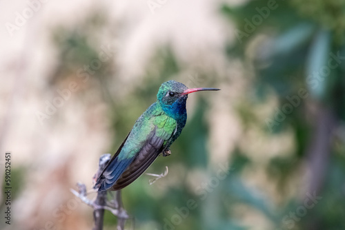 Broad-billed hummingbird on perch