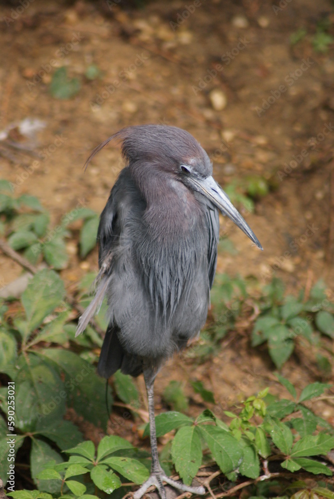 Fototapeta premium Little Blue Heron