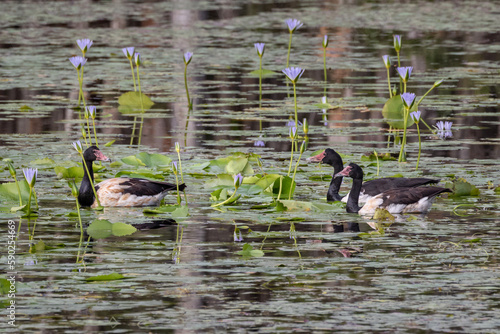 Magpie Geese (Anseranas semipalmata) among the waterlilies at Urunga Wetland, NSW, Australia photo