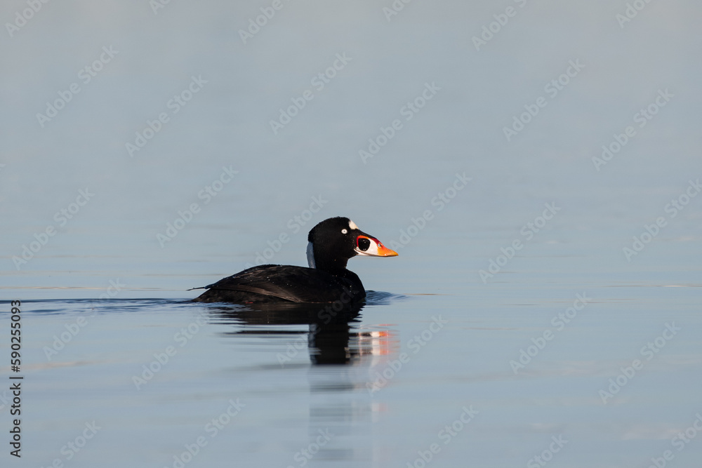 Surf scoter in ocean with reflection Surf scoter in ocean with reflection